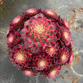Aeonium 'Peacock Plume' Variegata - Extra-Large 12" A Lush Floral-bouquet Appearance Succulent - Striking Collectible Plant