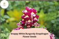 1000+ Snappy White Burgundy Snapdragon Seeds | Antirrhinum majus Bicolor Flowers for Gardens & Pots