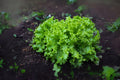 Black Seeded Simpson Lettuce Seeds, Heirloom Leafy Greens, 700 Seeds, Lactuca sativa, Tender Light Green Frilly Leaves