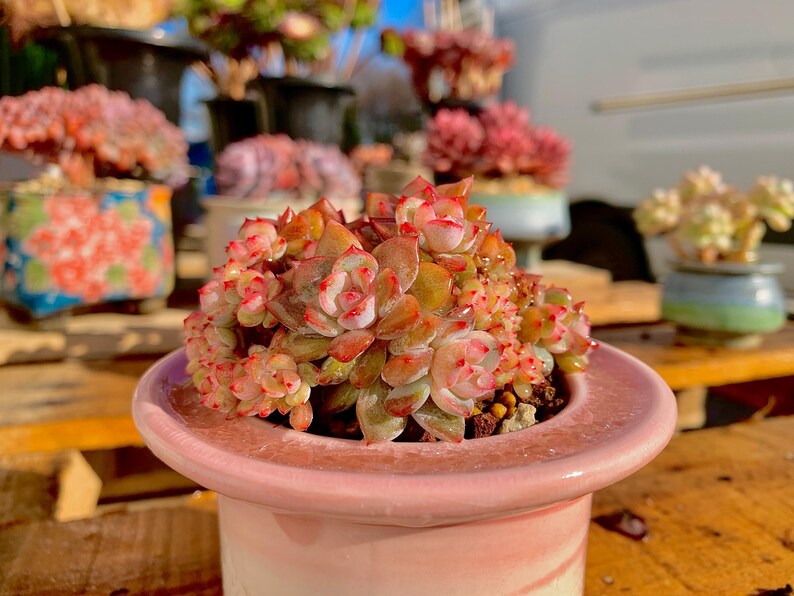 Rare Echeveria ‘Orange Monroe’ | Boutique Succulent | WYSIWYG | Bare Root Plant 2512-053