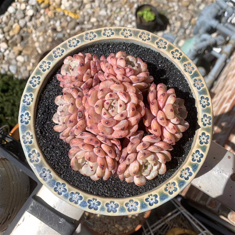 Exact Plant - Echeveria 'Viyant' Rare Succulent 1 of 1 - WYSIWYG Live Plant Approx. 5" in Diameter