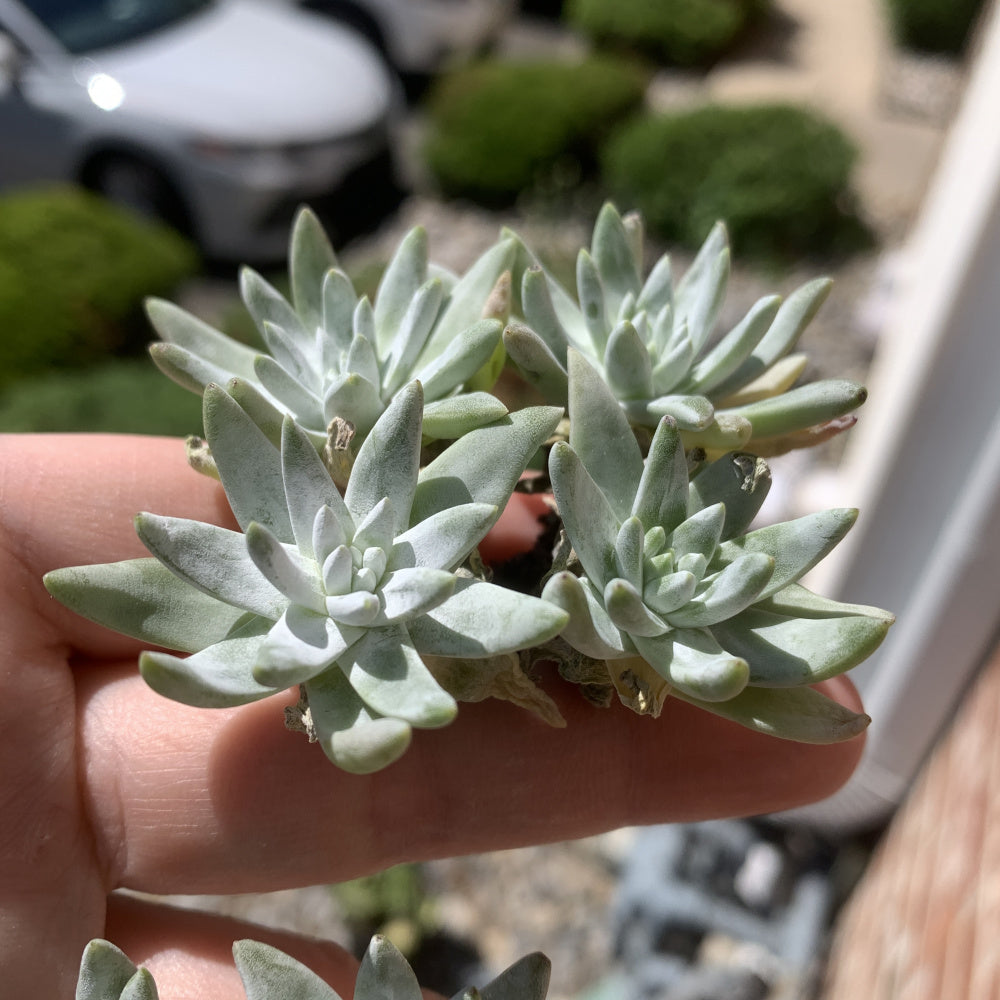 Dudleya gnoma S.W.McCabe - Single Diameter Approx. 2"-2.5"
