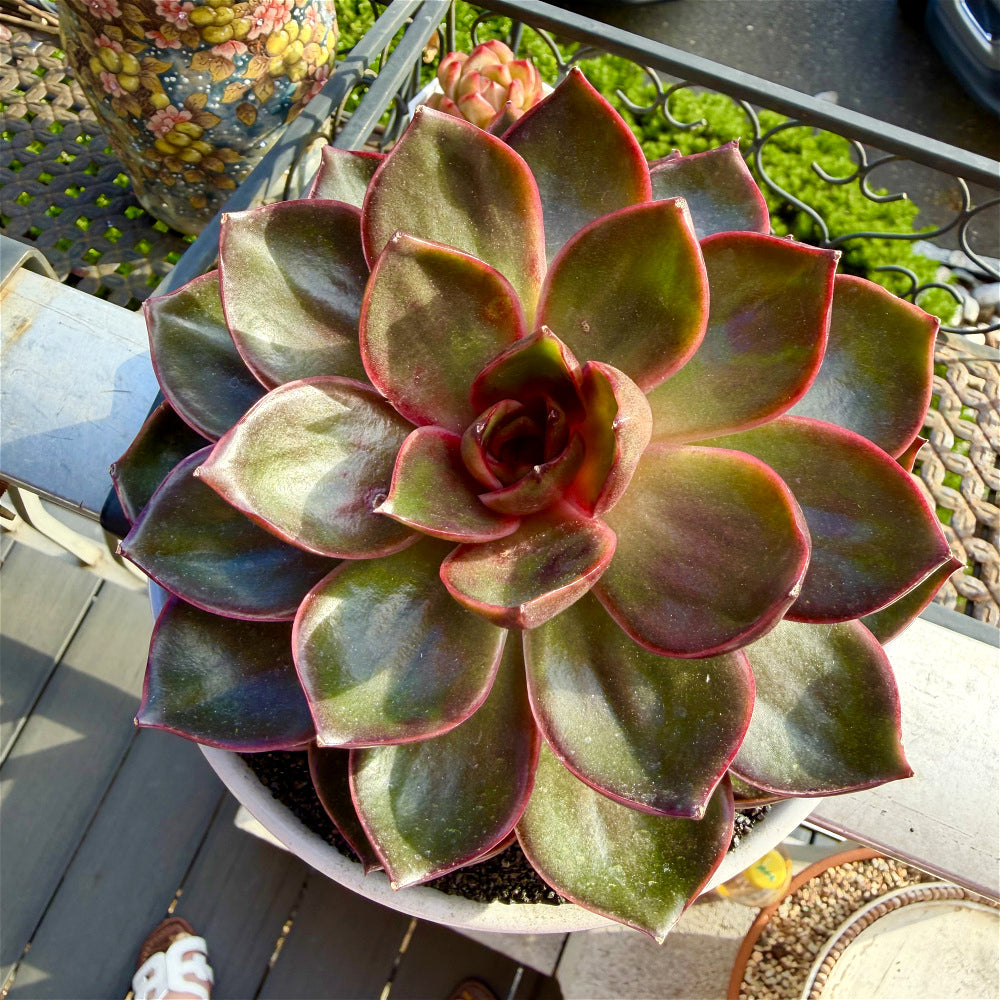 Echeveria 'Red Lantern' ~4"-5" - Boutique Rare Succulent Live Plant
