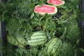 Jubilee Watermelon Seeds 1g Heirloom Large Melon Citrullus lanatus Sweet Summer Garden Seeds