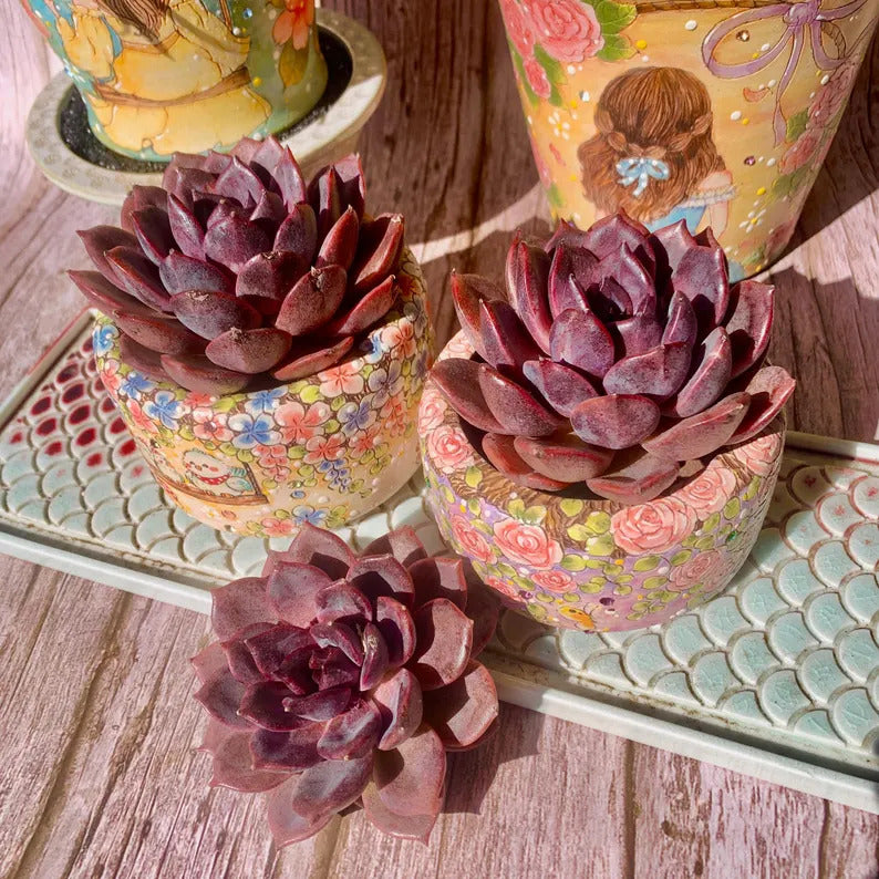 Father's Day Gift: Echeveria 'Black Mamba' - Rare and Striking Succulent - “The Mamba Mentality” is like Los Angeles at 4 a.m.