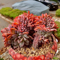 Boutique Rare Succulents/Echeveria Orange Monroe Crested /What You See is What You Get /Bare Root Without Soil Pot/Plants Gifts