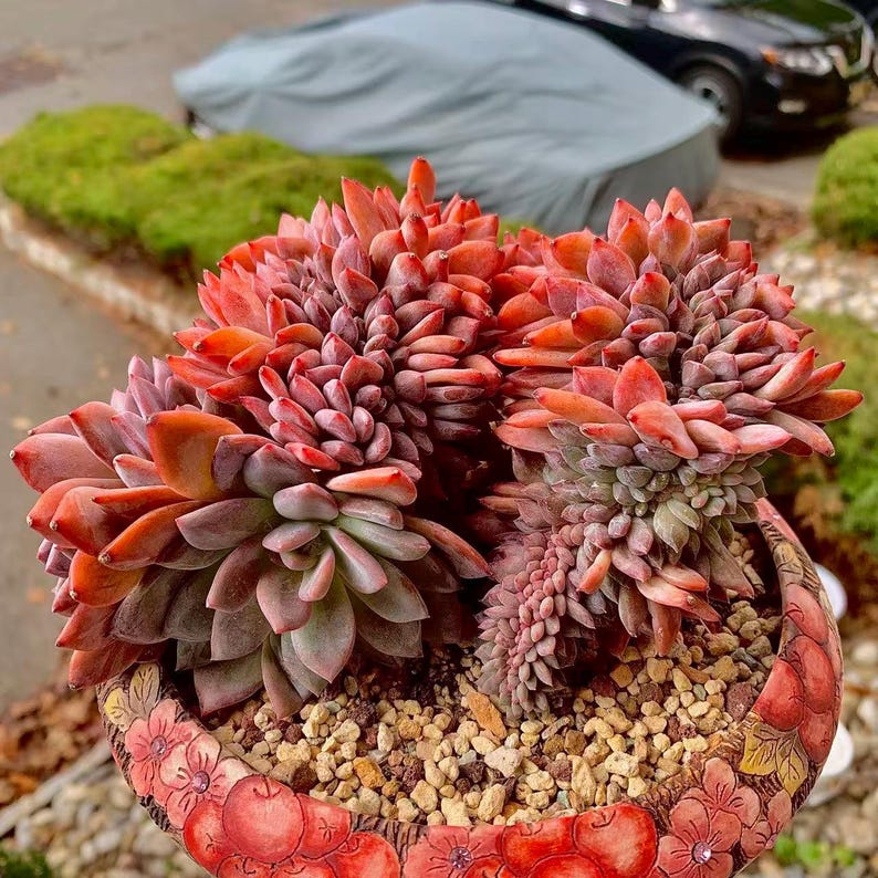 Boutique Rare Succulents/Echeveria Orange Monroe Crested /What You See is What You Get /Bare Root Without Soil Pot/Plants Gifts