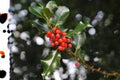 English Holly Seeds | Ilex aquifolium Evergreen Shrub with Red Berries | Ornamental Hedge & Wildlife Plant