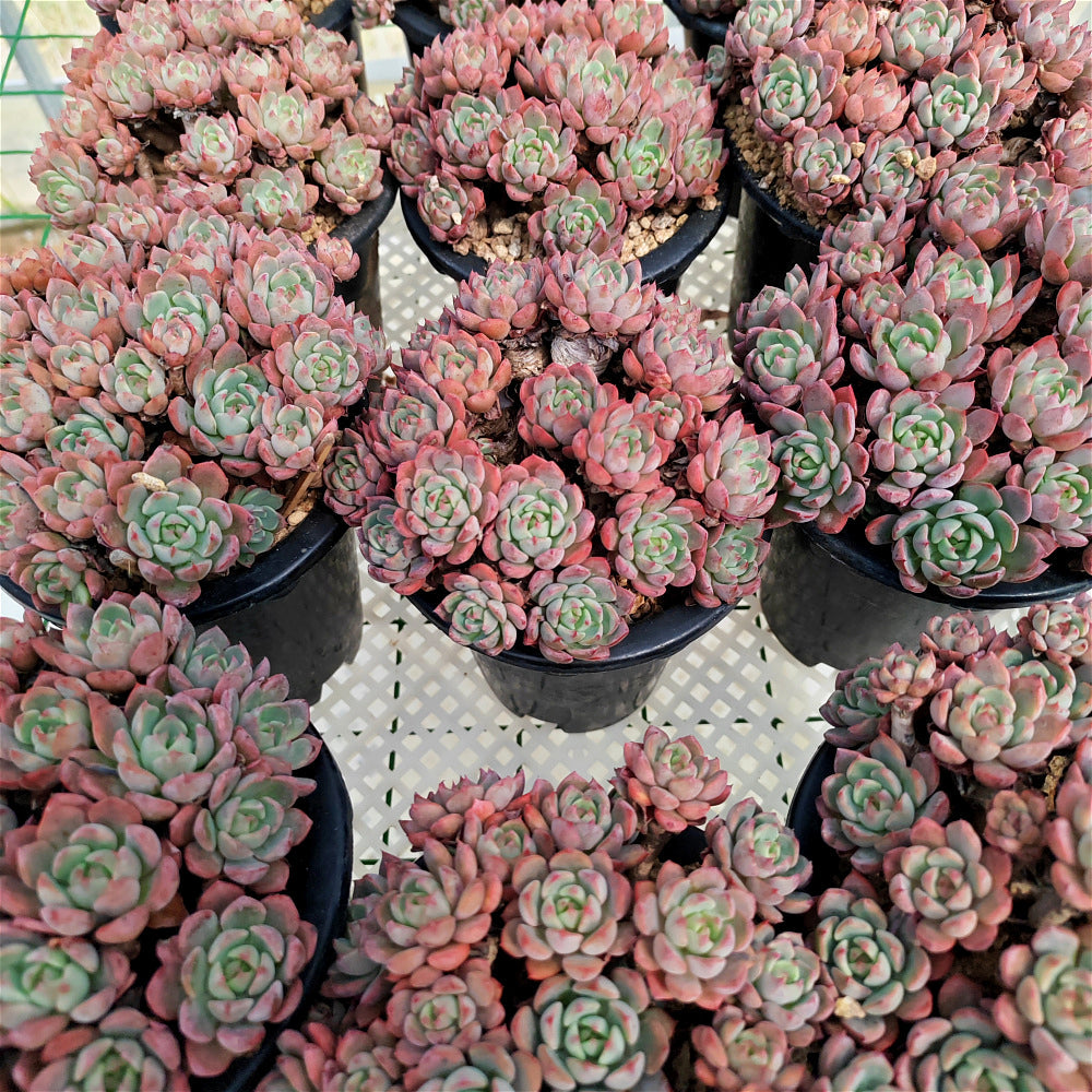 Echeveria 'Nana Hook' Multi-head Cluster - Approx. 8"-10" in Diameter