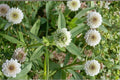 100 Berseem Clover Seeds Trifolium alexandrinum Egyptian Cover Crop Forage Legume Soil Improvement