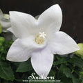 White Balloon Flower Seeds - Perennial, Open Pollinated, Heirloom, USDA Zone 3-8, Platycodon grandiflorus