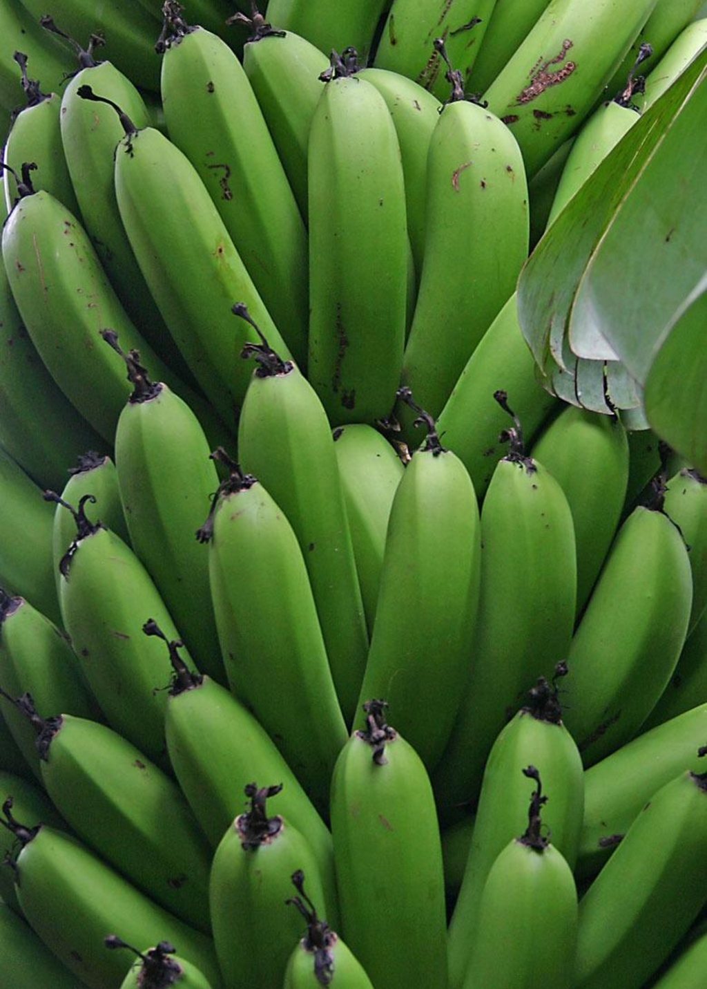 Banana 'Gran Nain' (Musa acuminata)