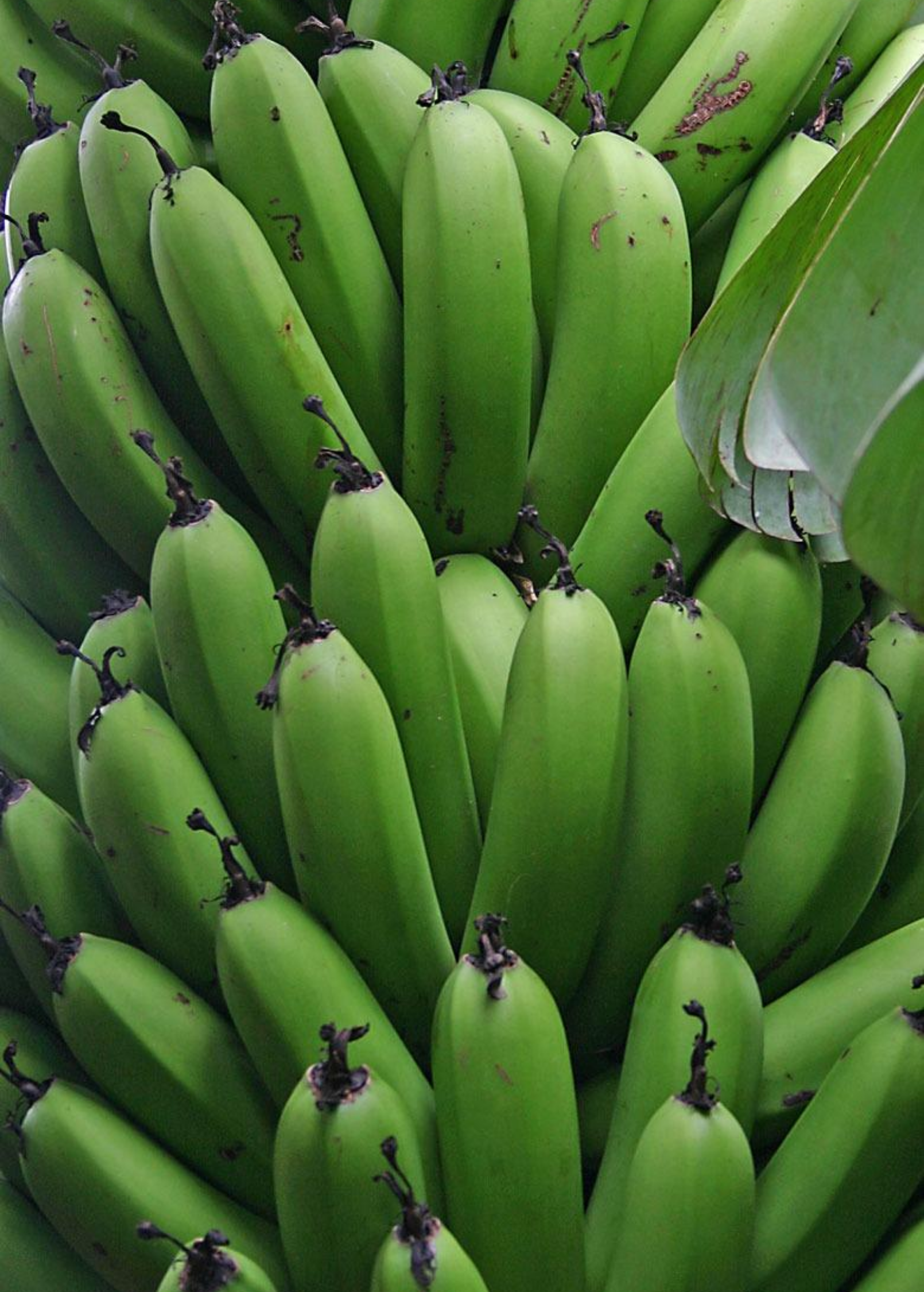 Banana 'Gran Nain' (Musa acuminata)