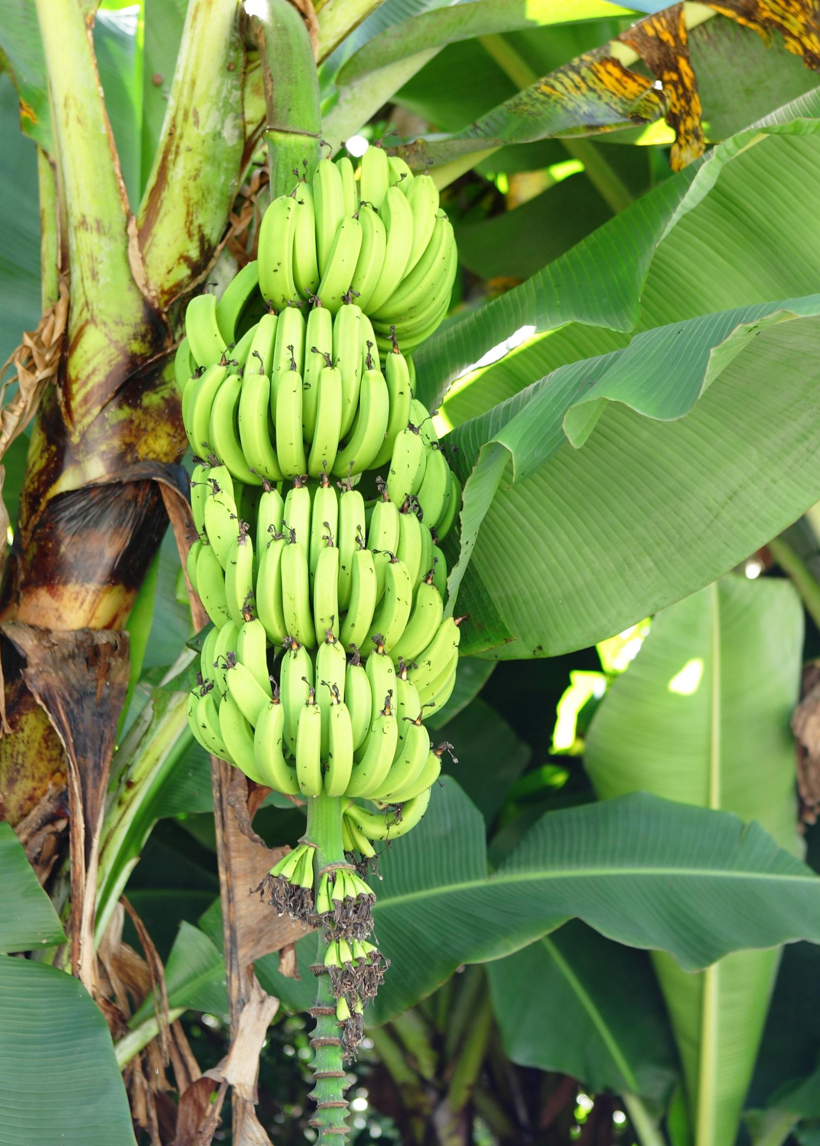 Banana 'Gran Nain' (Musa acuminata)