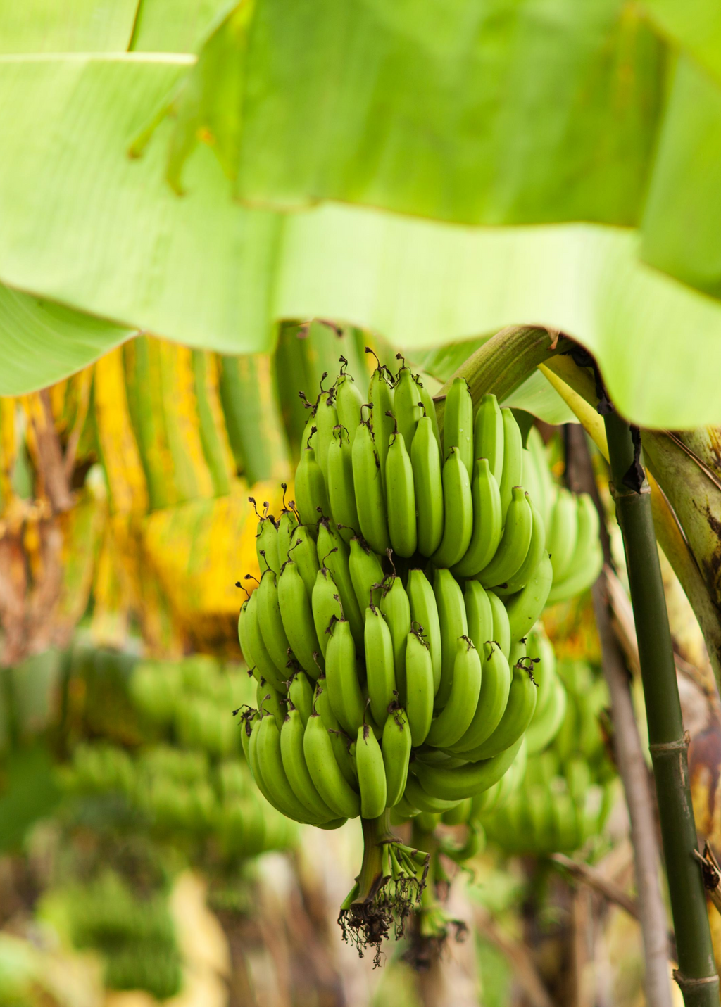 Banana 'Gran Nain' (Musa acuminata)