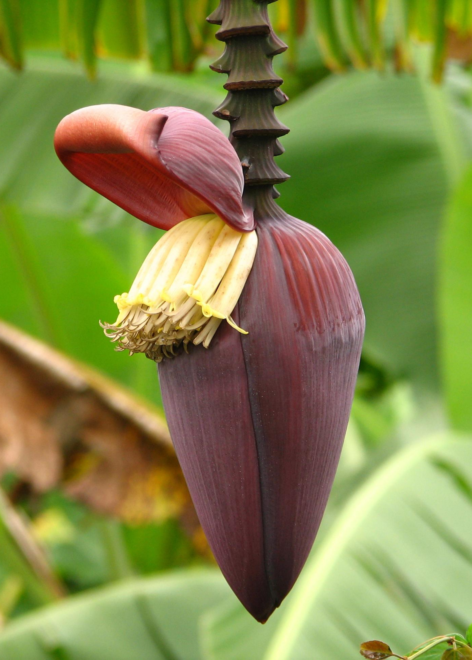 Banana 'Gran Nain' (Musa acuminata)