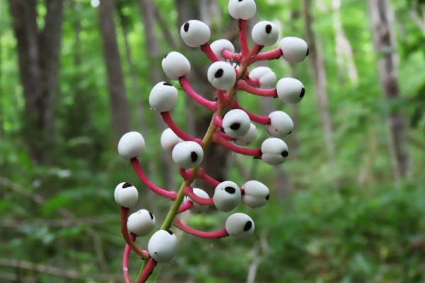5 Doll’s Eyes Plants (Actaea pachypoda) | Bare Root Baneberry | White ...