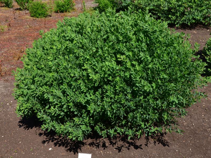 Baptisia 'Mojito'