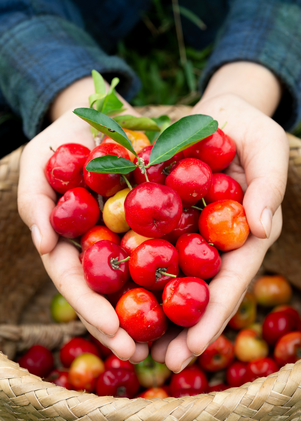 Barbados Cherry (Malpighia emarginata)