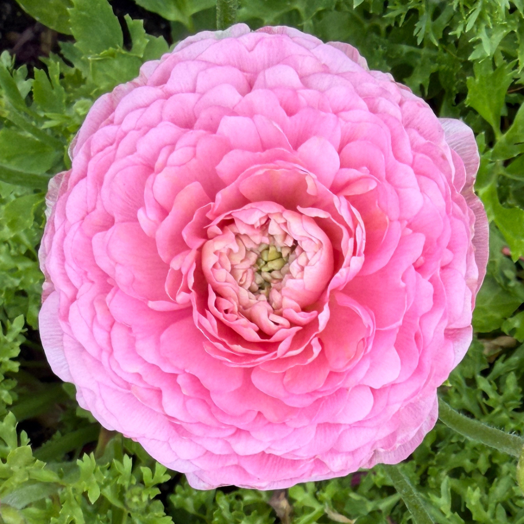 Ranunculus Amandine Barby