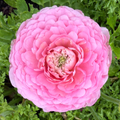 Ranunculus Amandine Barby
