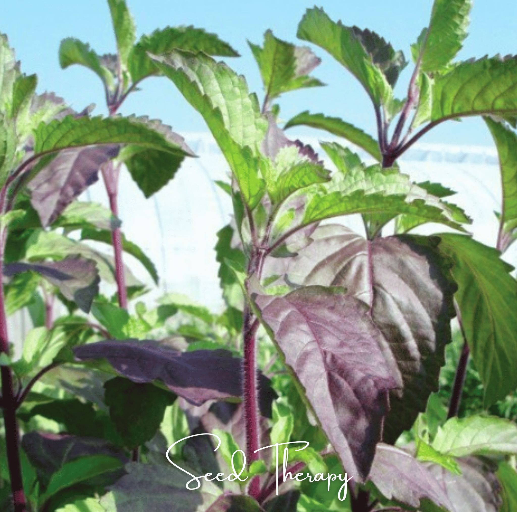 Red Holy Basil – 250 Seeds