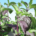 Red Holy Basil Seeds, 250 Non-GMO Heirloom Ocimum tenuiflorum, Sacred Tulsi Herb for Tea & Ornamental Gardening