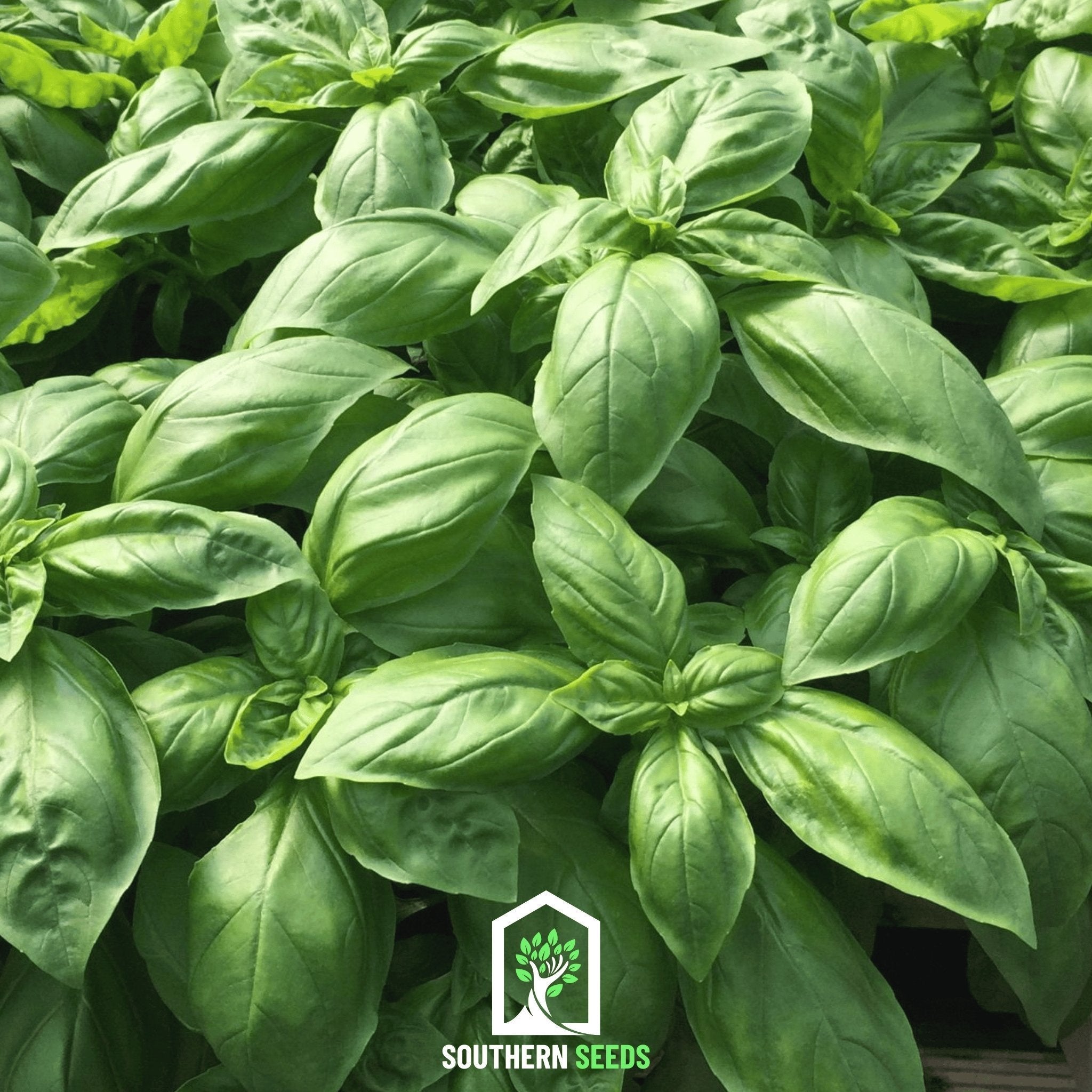Italian Large Leaf Basil – 250 Seeds