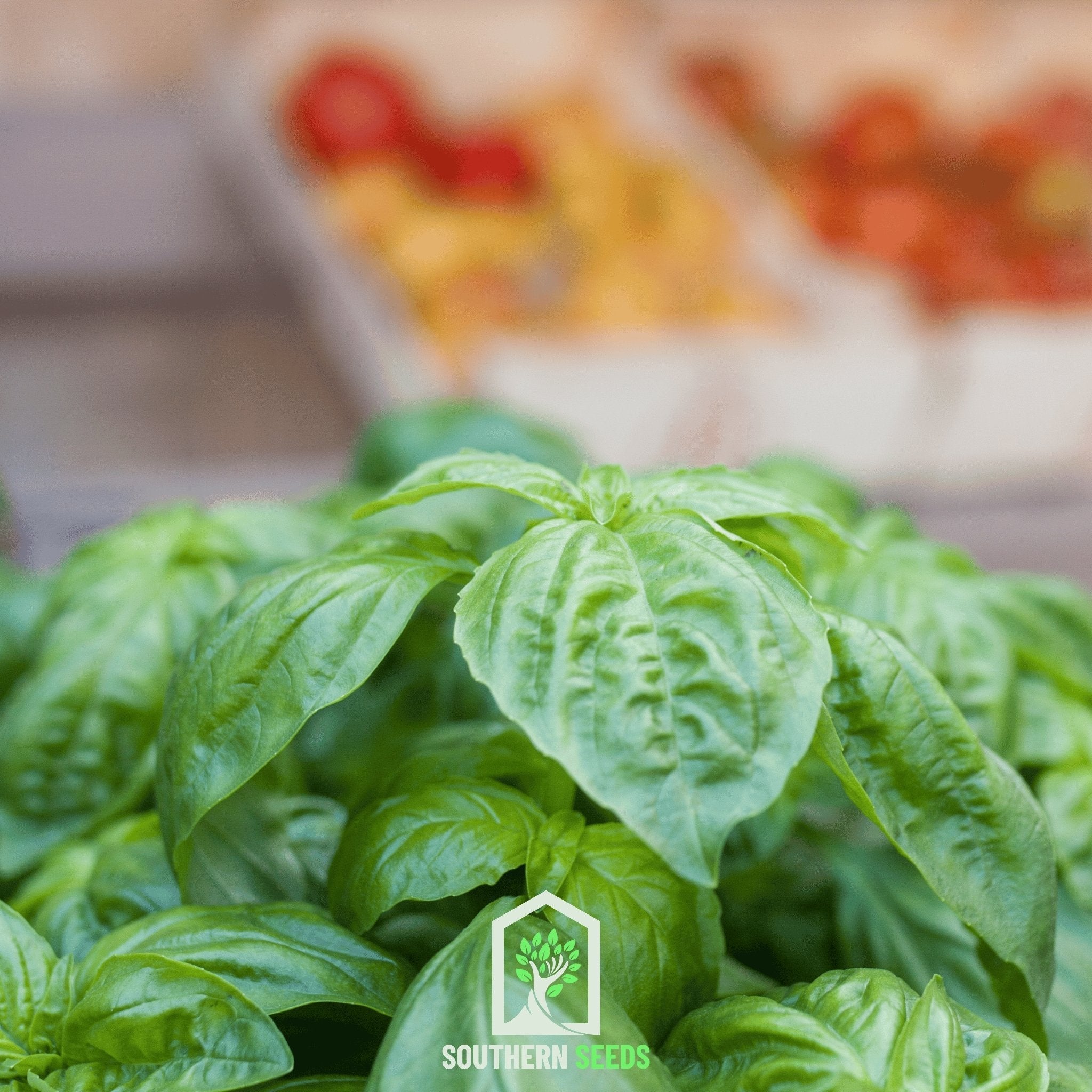 Italian Large Leaf Basil – 250 Seeds