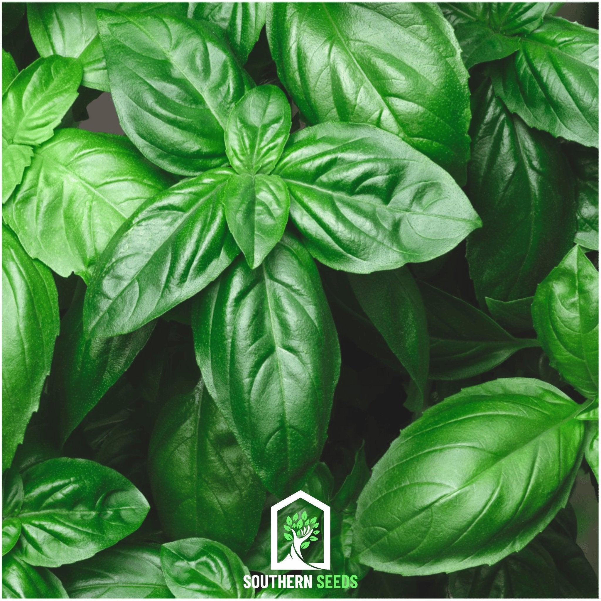 Italian Large Leaf Basil – 250 Seeds