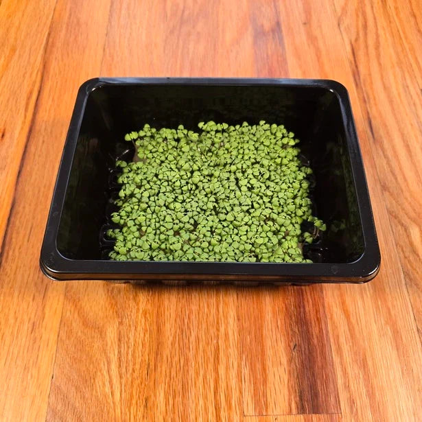 Basil (Lemon)