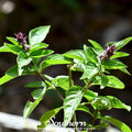 Licorice Basil Seeds – Heirloom, Open Pollinated, 250 Seeds, Ocimum basilicum, Culinary Herb, USDA Zone All