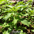 Lime Basil Seeds – Heirloom, Open Pollinated, 250 Seeds, Ocimum basilicum, Citrus Aroma, Culinary Herb, Annual, USDA Zone All