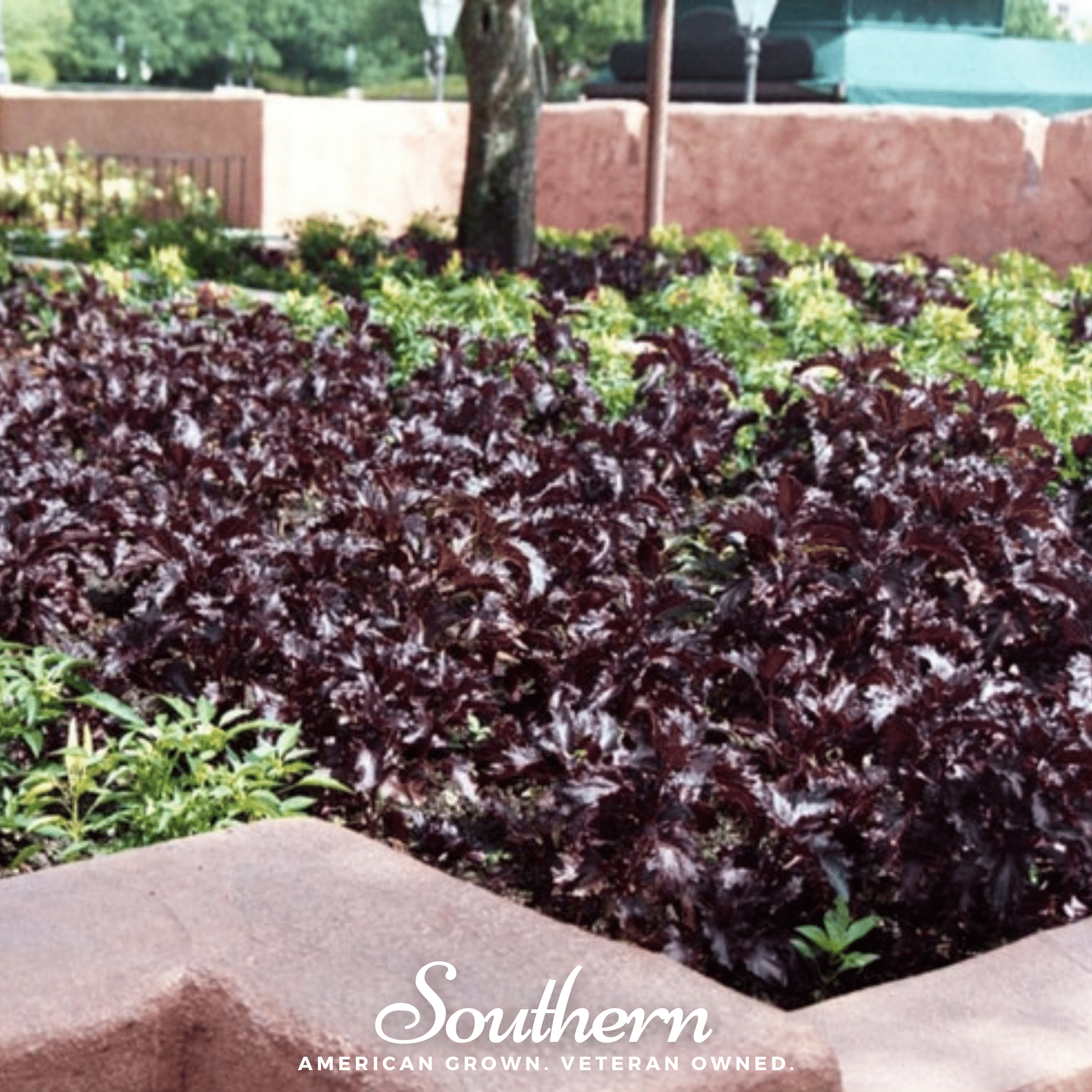 Purple Ruffles Basil – 250 Seeds