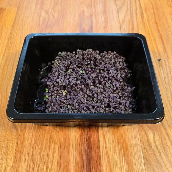 Basil (Red Rubin)