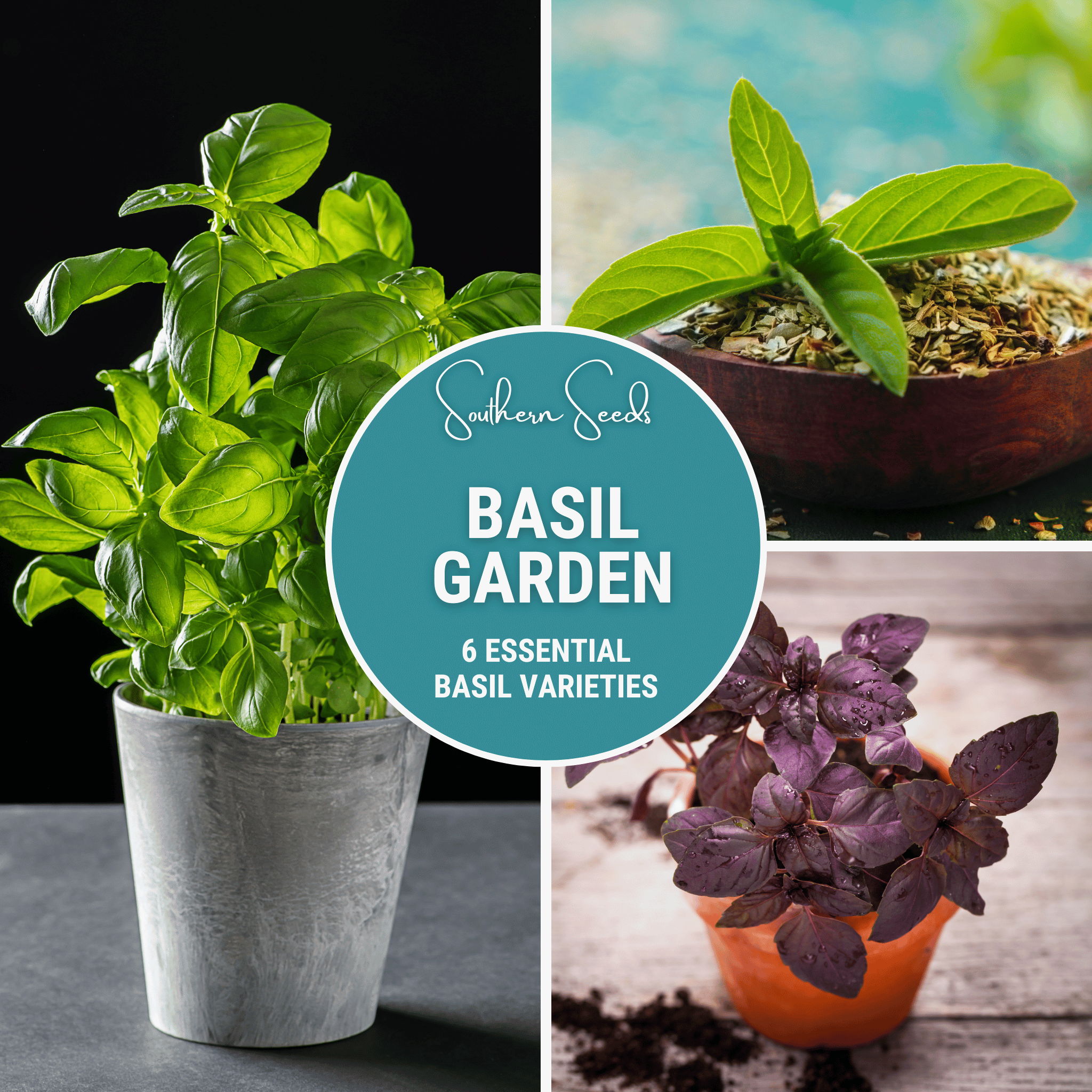 Basil Seed Collection – 6 Varieties