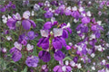Chinese Houses Seeds – Collinsia heterophylla – California Wildflower – Spring Bloom – Native Annual for Pollinator Gardens