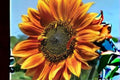 Autumn Beauty Sunflower Seeds – Mixed Color Helianthus annuus for Pollinator Gardens, Borders & Cut Flowers, 1g Packet