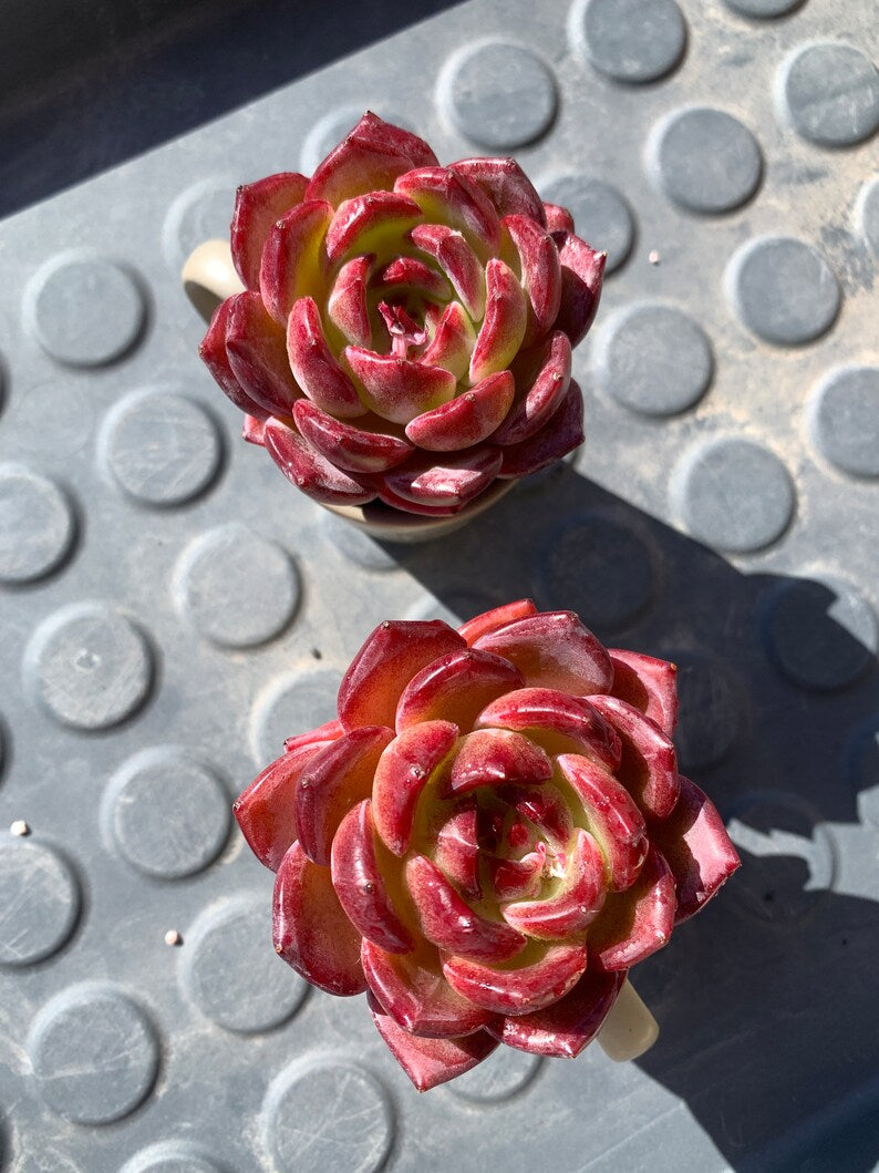 Rare Delicate Succulent - Echeveria 'Love Bird' - Popular Among Collectors For Vibrant Color