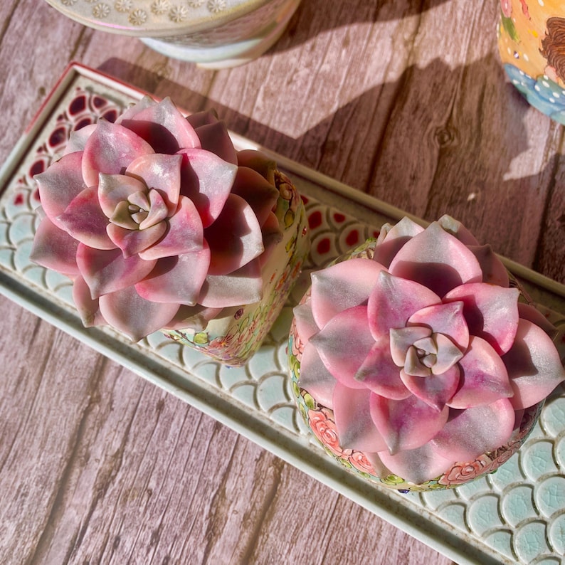 Popular Succulent - Graptoveria 'Debbie' Variegated - As a Beginner-friendly Drought-tolerant Plant