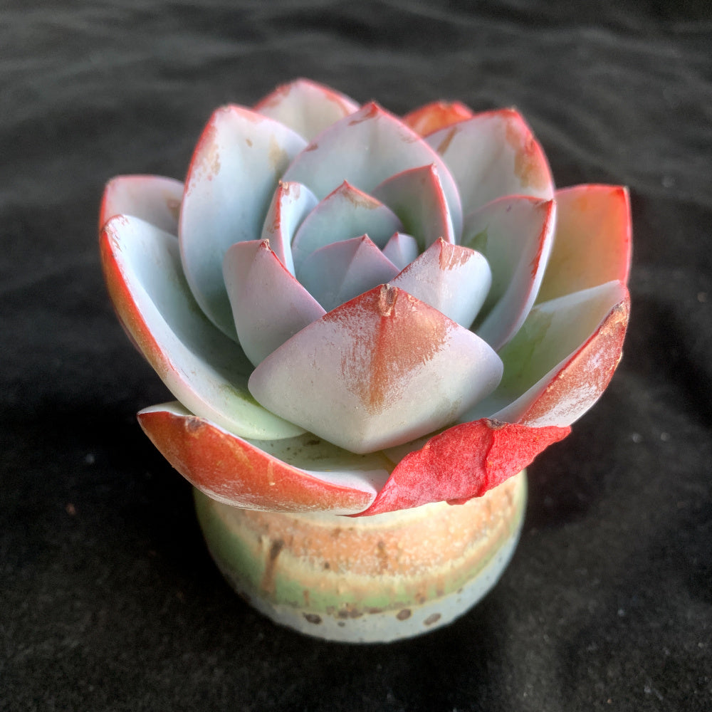 Rare Ornamental Plant - Echeveria 'Blue Swan' - Attractive Cup-shaped Rosette