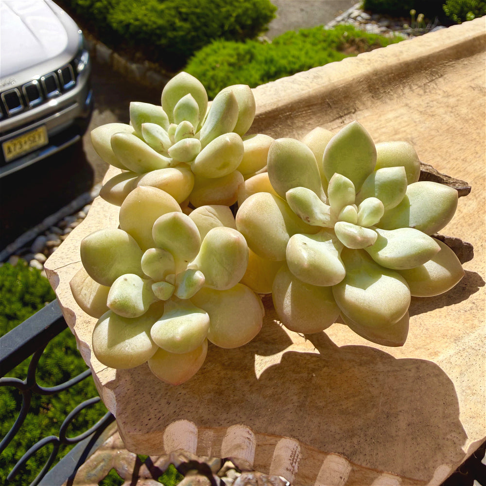 Graptoveria 'Bubble Gum' Multi-stemmed Clustered 3"-3.5"