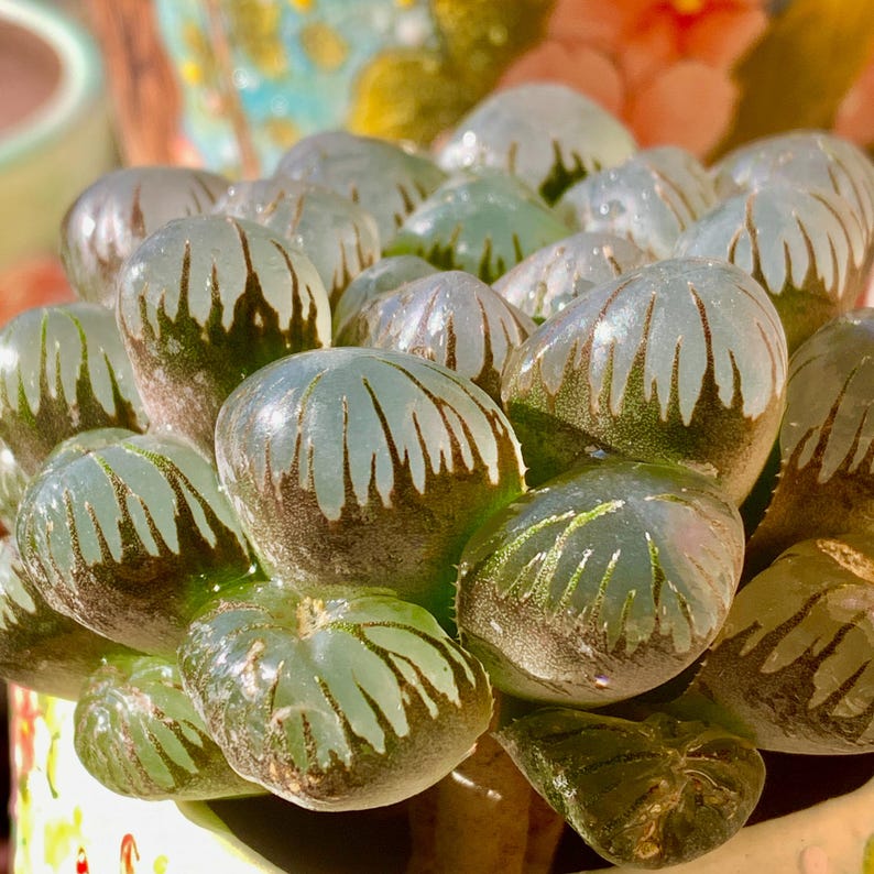 [Mother's Day Gift] Unique Ice-covered Texture Fleshy Plant - Haworthia Cooperi 'Ice Lantern' - Glassy Texture Leaves Live Window Plant