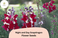 Antirrhinum majus Night and Day Snapdragon Seeds – 1000+ Bi-Color Red & White Blooms for Garden & Cut Flowers