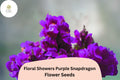 Floral Showers Purple Snapdragon Seeds - 1000+ Deep Purple Blooms, Compact Dwarf Antirrhinum majus