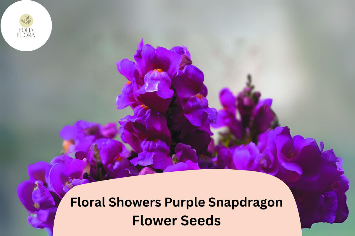 Floral Showers Purple Snapdragon Seeds - 1000+ Deep Purple Blooms, Compact Dwarf Antirrhinum majus