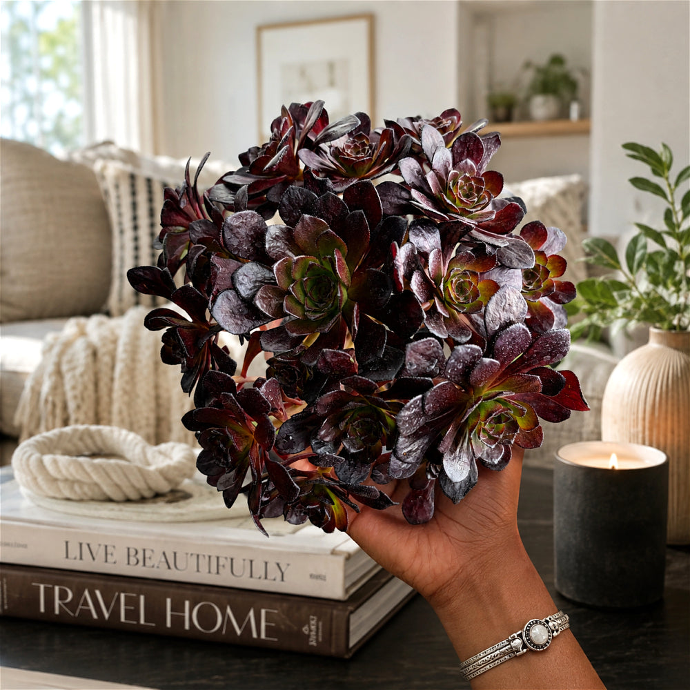 Aeonium Arboreum 'Black Rose' ~4"-5" Multi-stemmed Clustered - Rare Succulent Live Plant - Dark Rosettes Mature Bouquet Structure