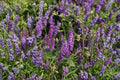 100 Hairy Vetch Seeds Vicia villosa Purple Bounty Cover Crop Nitrogen Fixer Soil Fertility