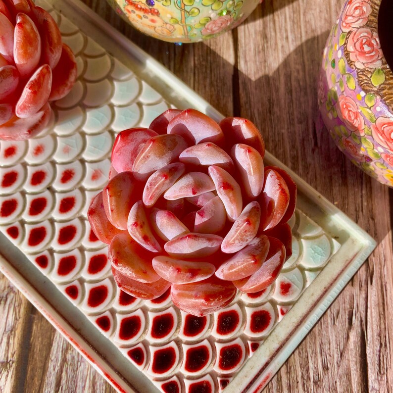 Echeveria 'Orange Monroe' Single-stemmed Live Approx. 3–3.5 inches in Diameter