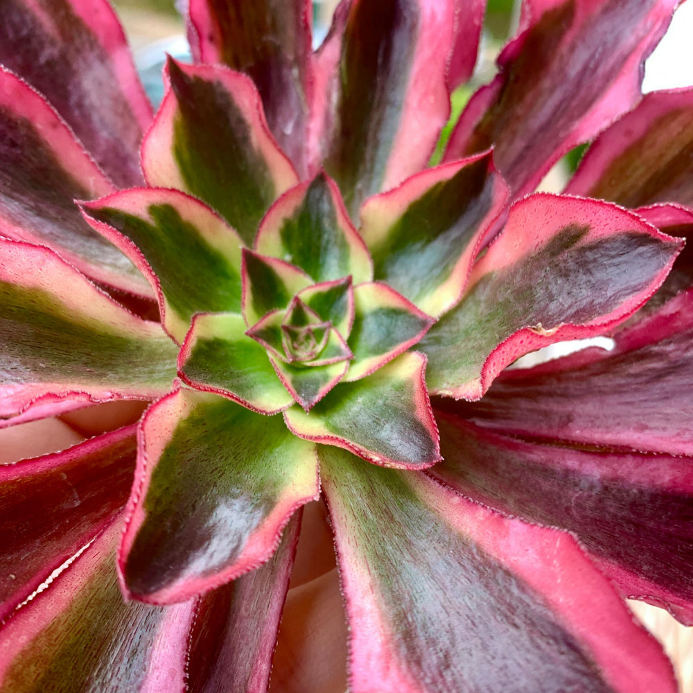 Rare Aeonium 'Phantom' Variegata | 4" Bare Root Succulent | Roots Trimmed & Air Dried | No Pot/Soil | Free Ship 35+ | Live Houseplant